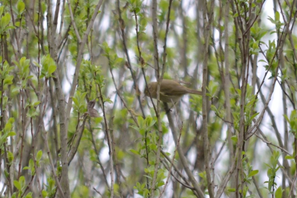altra richiesta identificazione